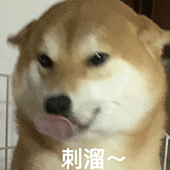 柴犬